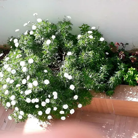 Holidays 1 Apartment Sitia (Crete)
